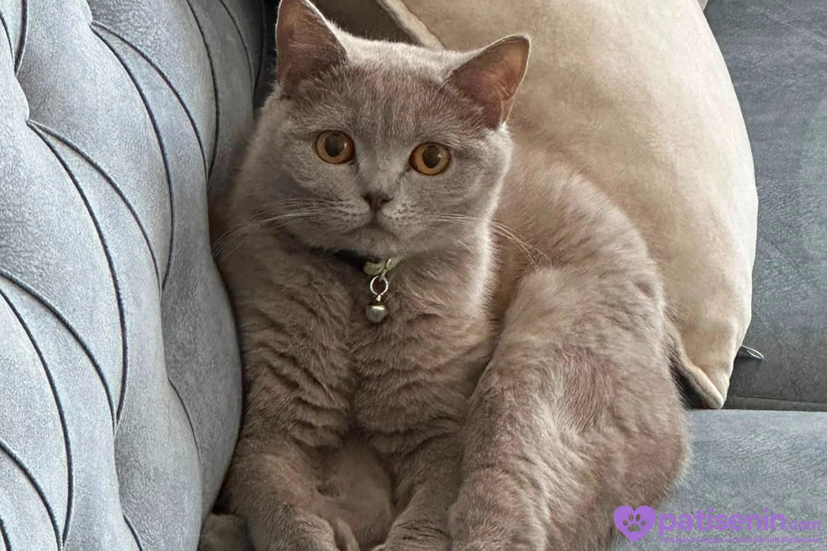 2 yaşında britisch shorthair 3