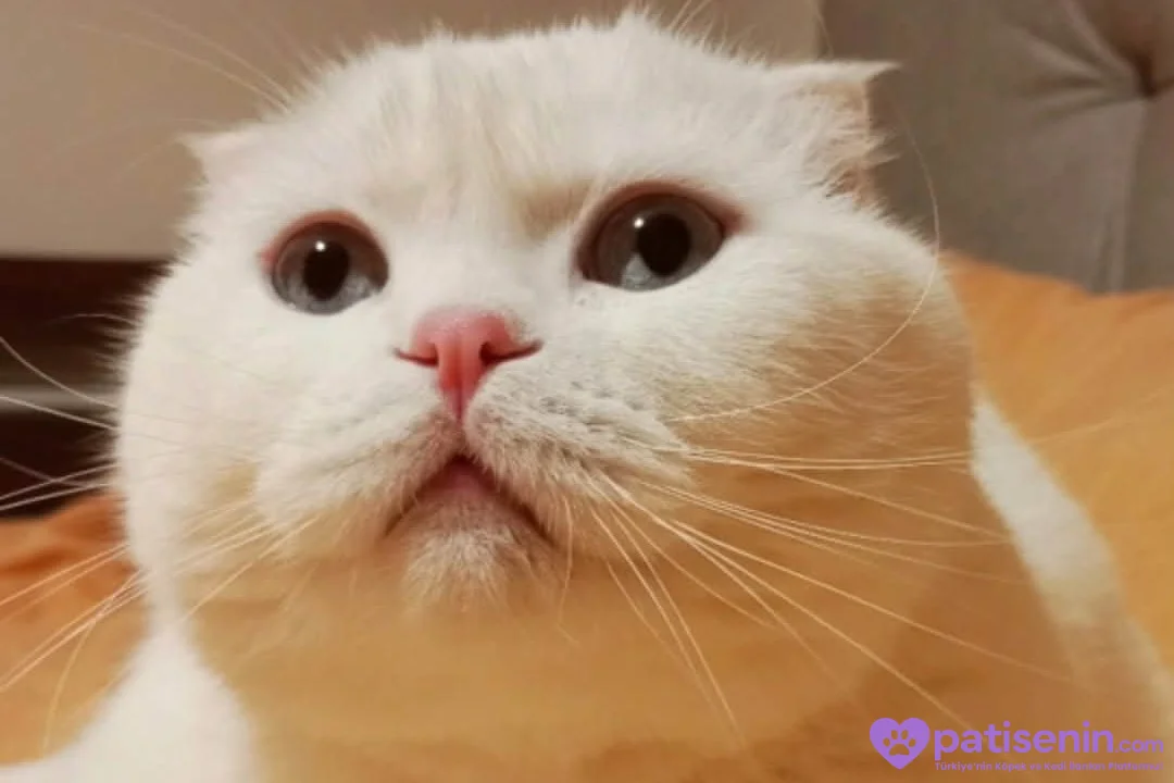 4 yaşında kısırlaştırılmıs beyaz scottish fold 2
