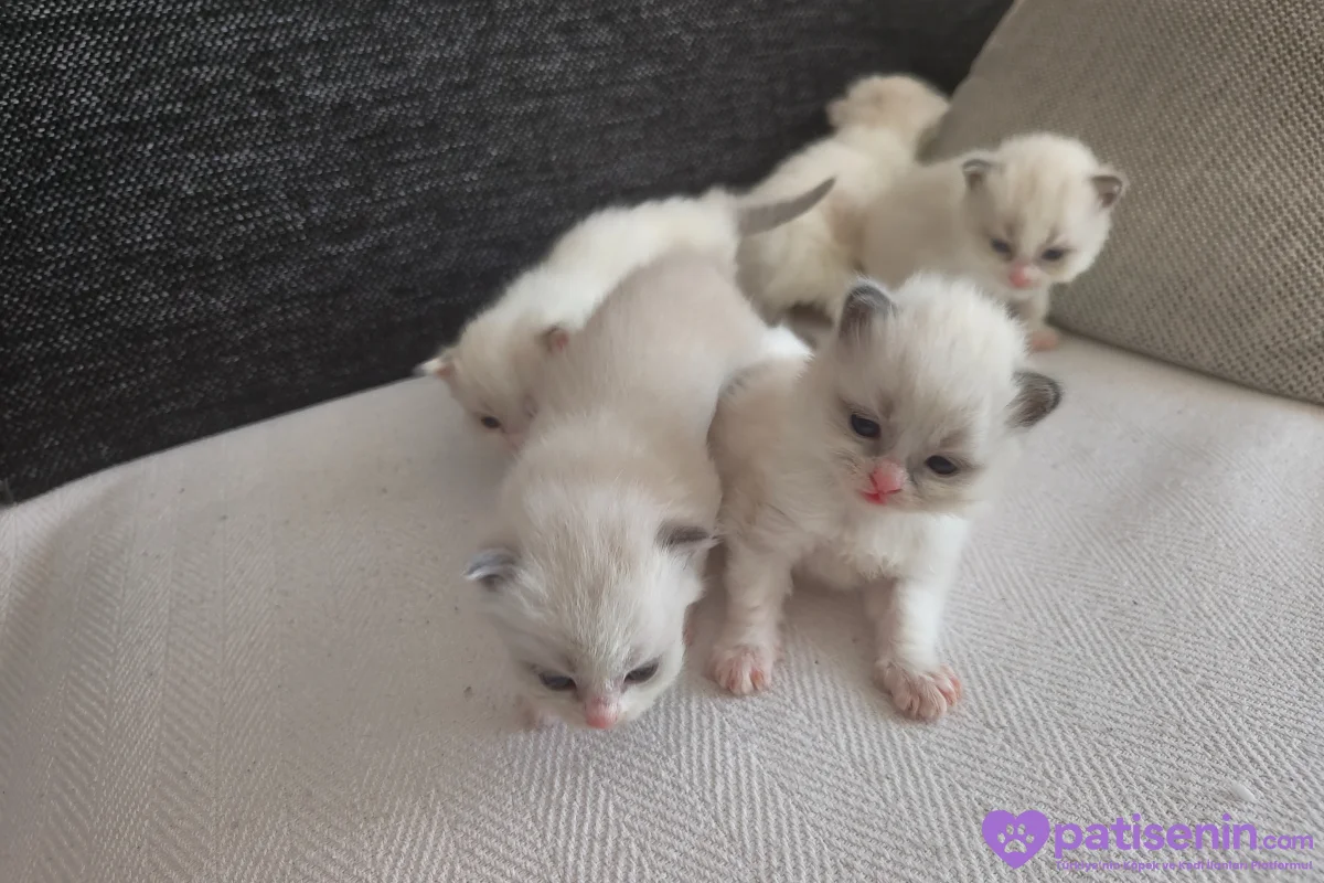 Ev Yapımı, Safkan Ragdoll Yavruları Teslime Hazır! 10