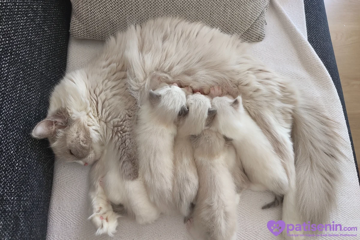 Ev Yapımı, Safkan Ragdoll Yavruları Teslime Hazır! 6