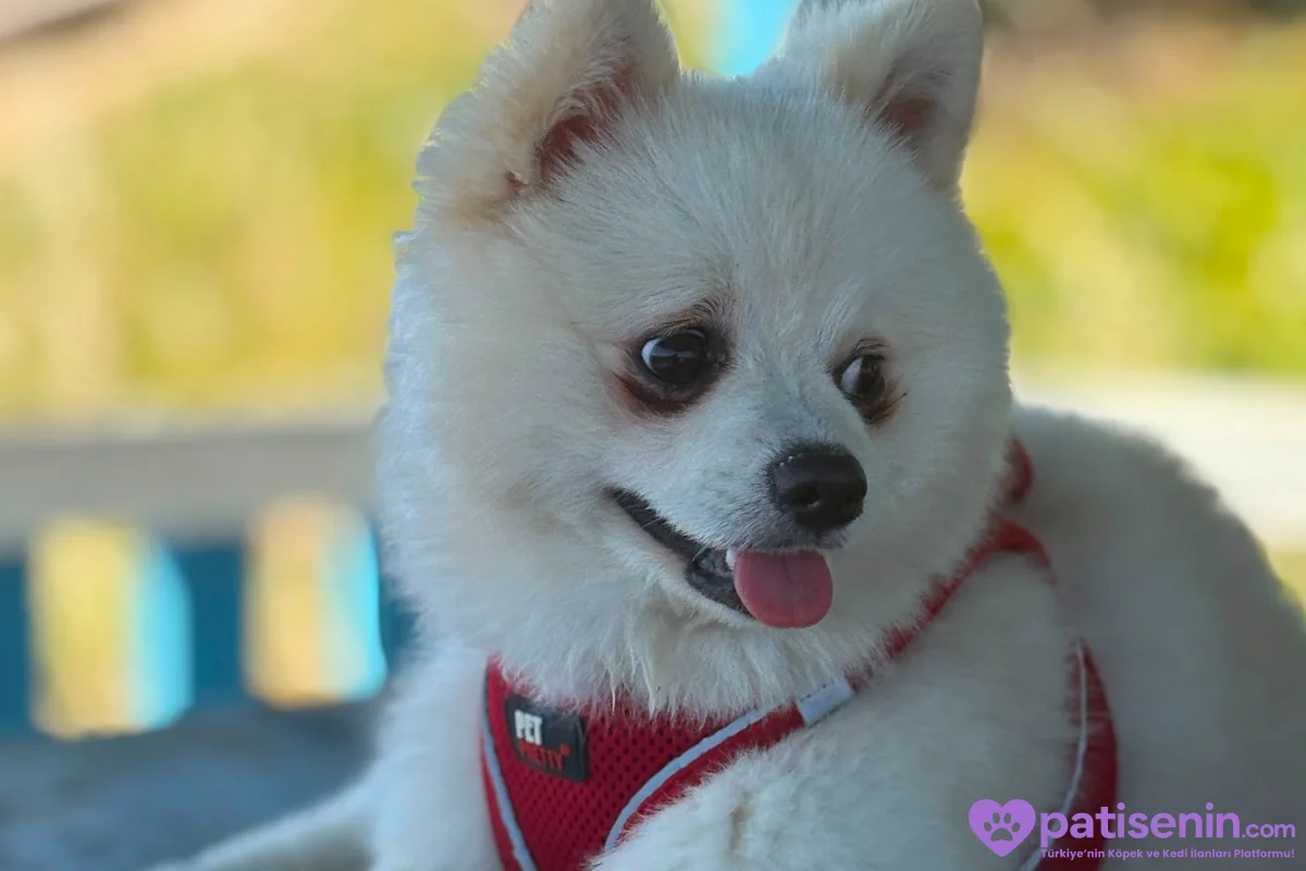 SAFKAN 7 AYLİK POMERİAN YAVRUSU 1