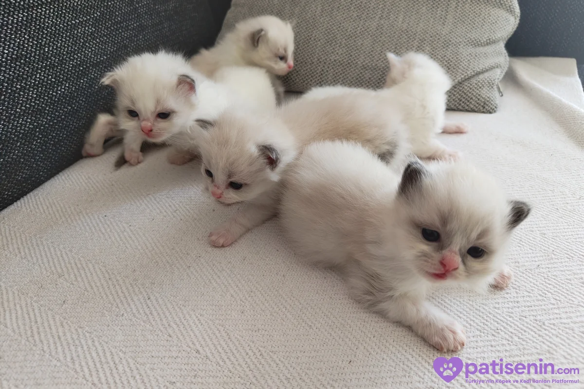 Ev Yapımı, Safkan Ragdoll Yavruları Teslime Hazır! 3