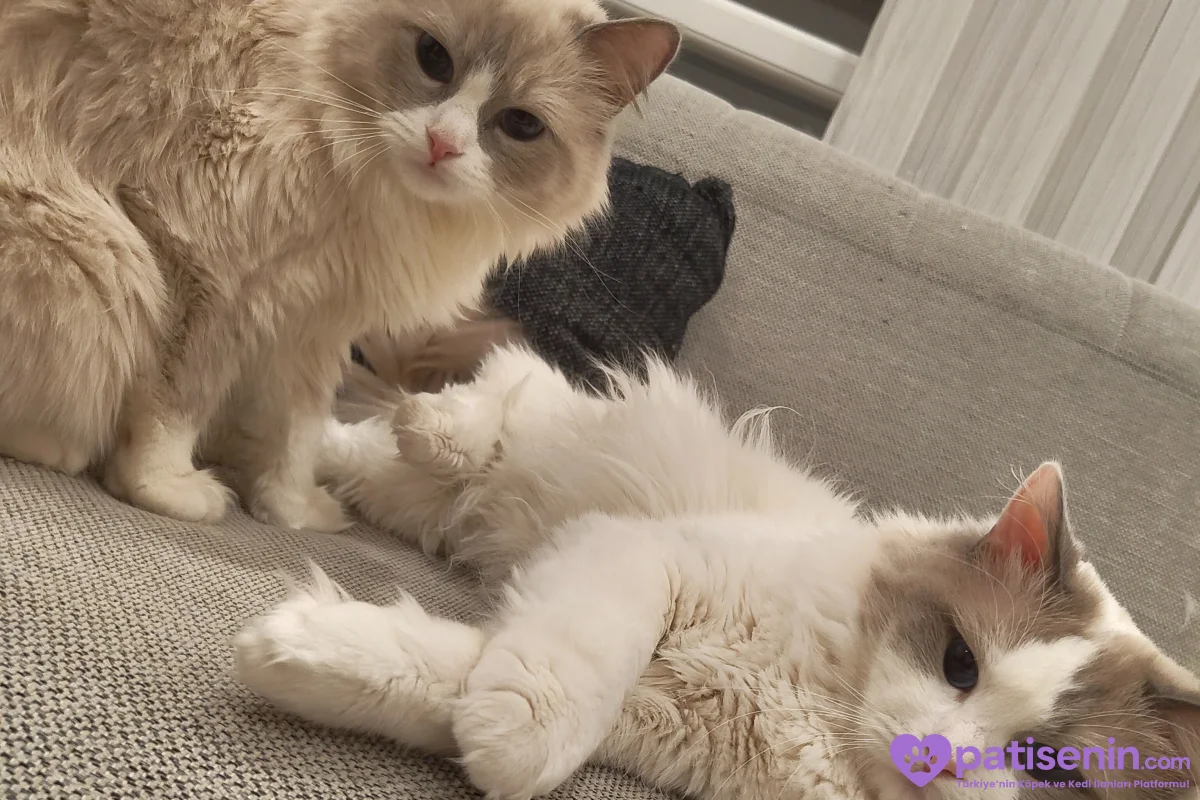 Ev Yapımı, Safkan Ragdoll Yavruları Teslime Hazır! 7