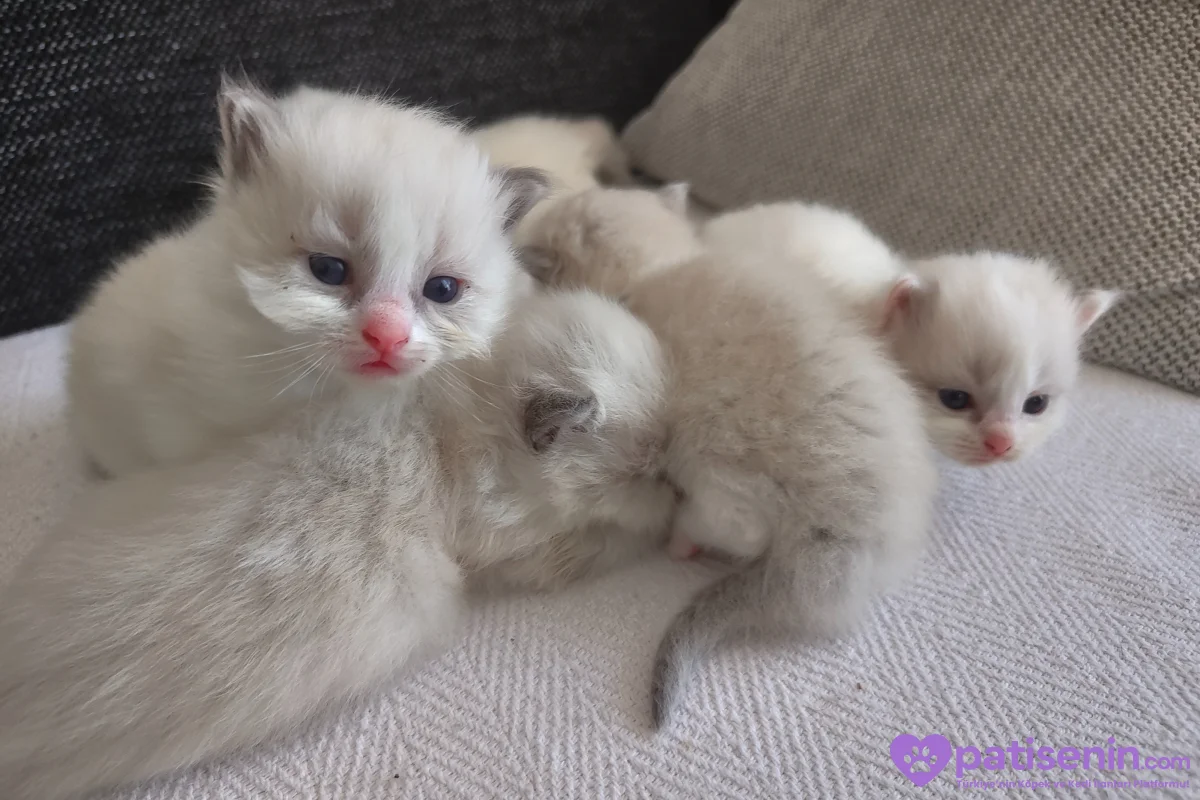 Ev Yapımı, Safkan Ragdoll Yavruları Teslime Hazır! 4