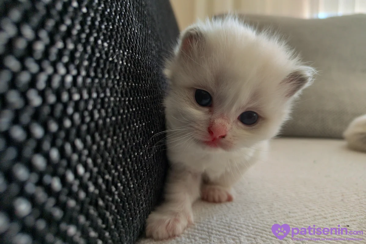 Ev Yapımı, Safkan Ragdoll Yavruları Teslime Hazır! 5