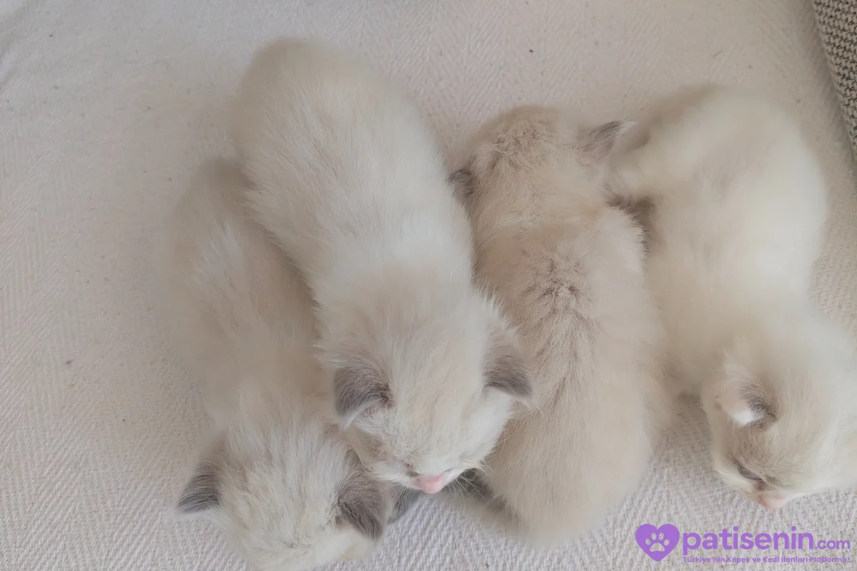 Ev Yapımı, Safkan Ragdoll Yavruları Teslime Hazır! 9