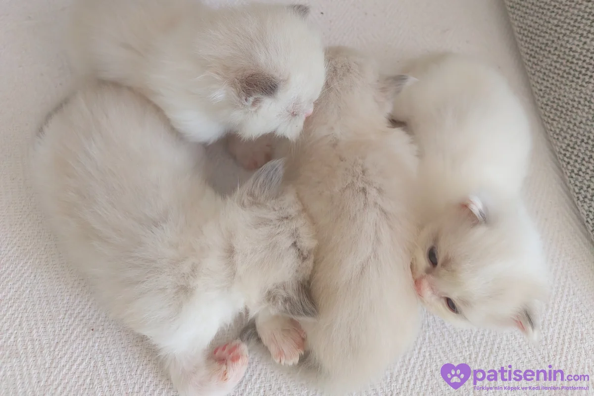 Ev Yapımı, Safkan Ragdoll Yavruları Teslime Hazır! 8