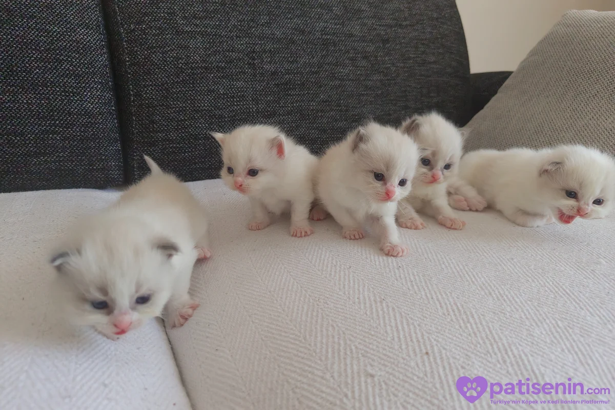 Ev Yapımı, Safkan Ragdoll Yavruları Teslime Hazır! 2