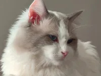 Ev Yapımı, Safkan Ragdoll Yavruları Teslime Hazır!