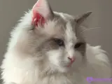 Ev Yapımı, Safkan Ragdoll Yavruları Teslime Hazır!