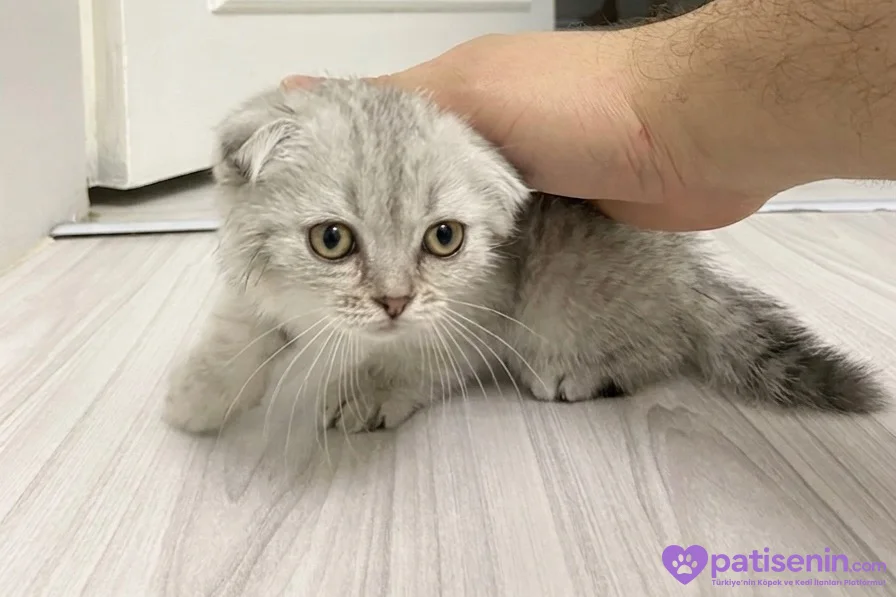 Scottish fold yavrumuz yeni yuvasını arıyor 3