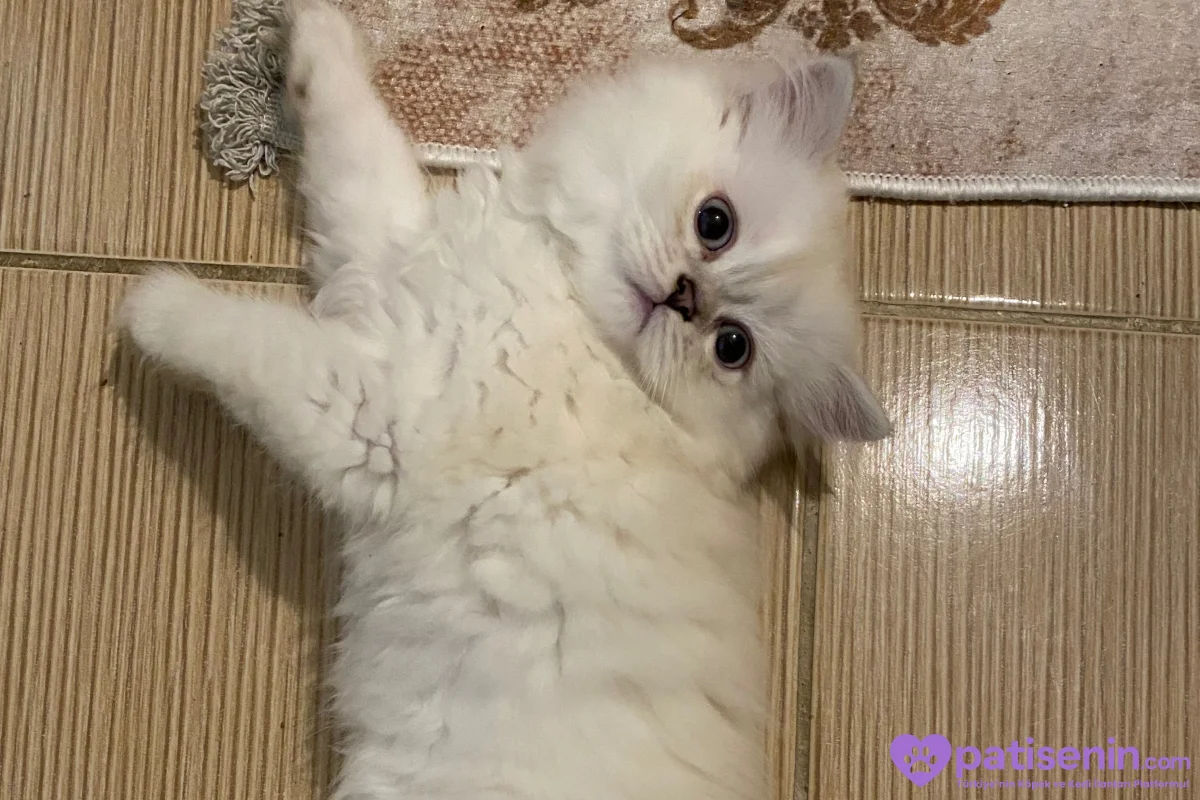 Safkan British Longhair Yavrumuz 2