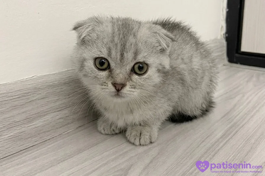 Scottish fold yavrumuz yeni yuvasını arıyor 2