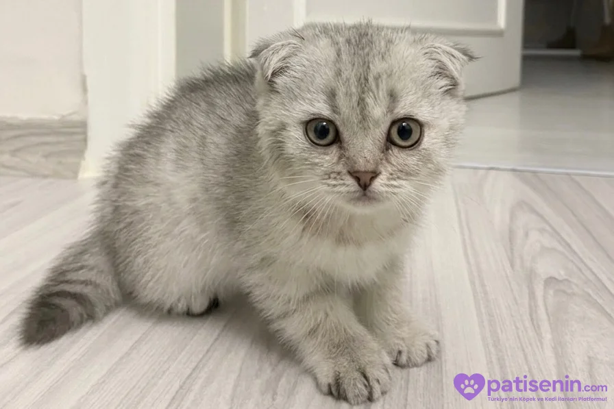 Scottish fold yavrumuz yeni yuvasını arıyor 1