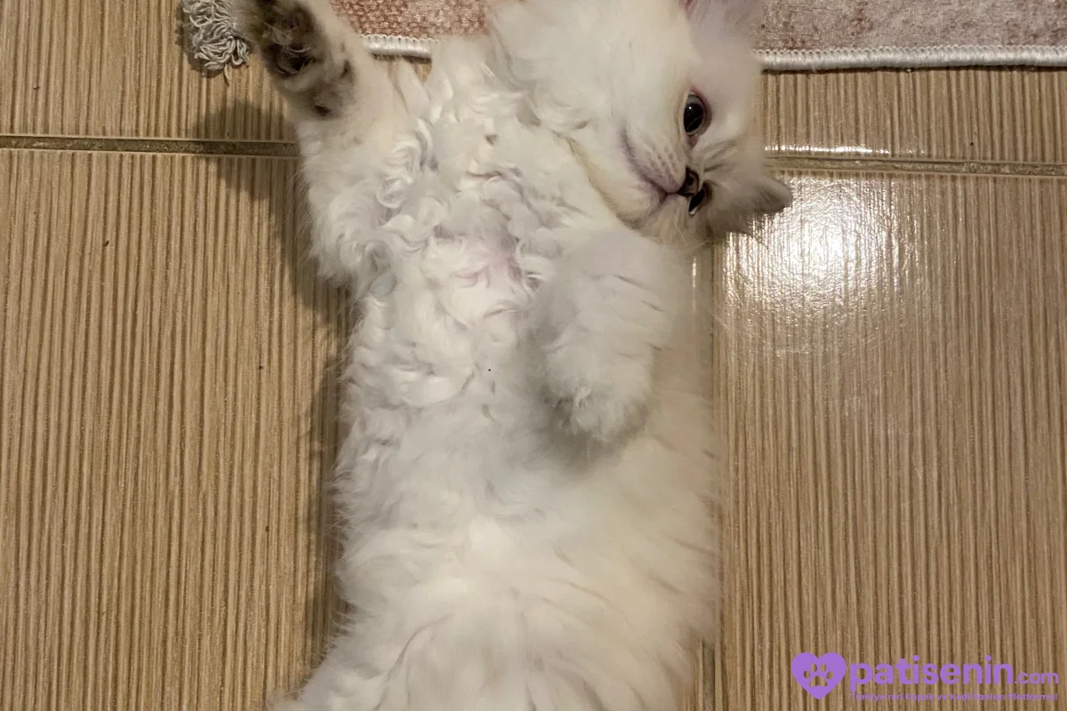 Safkan British Longhair Yavrumuz 3