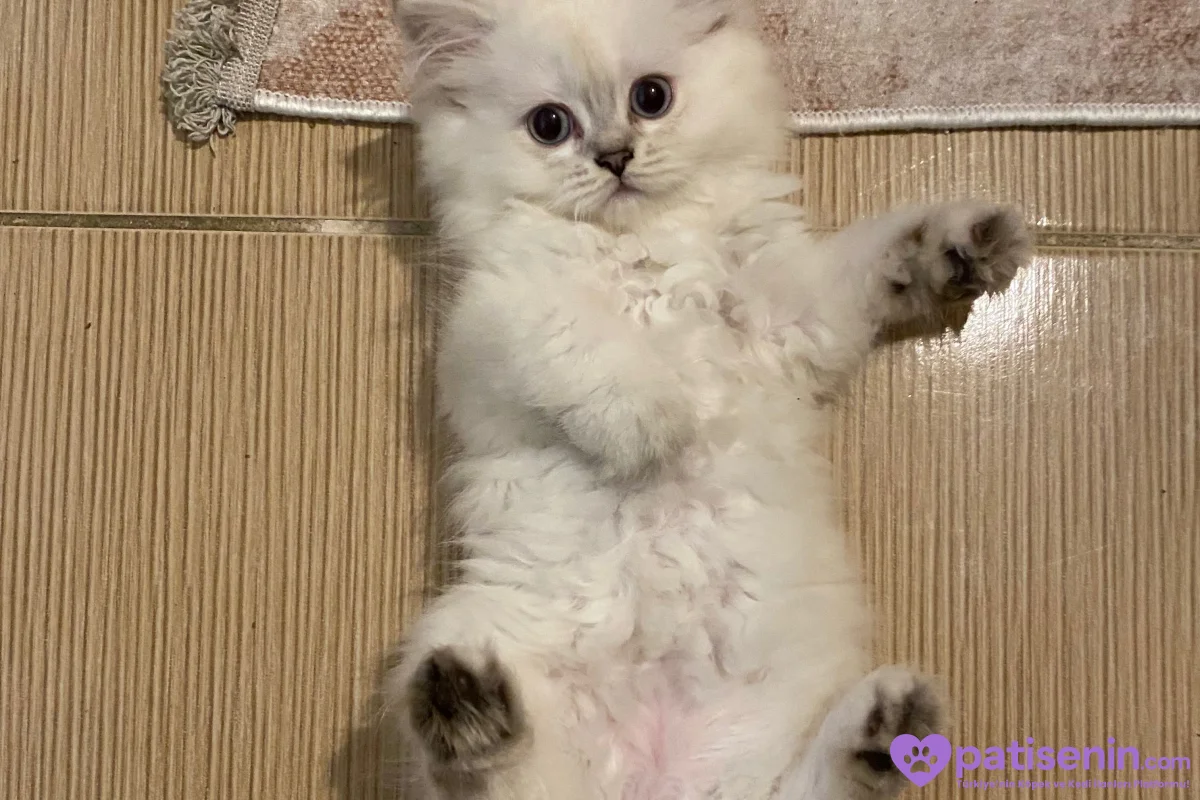 Safkan British Longhair Yavrumuz 4
