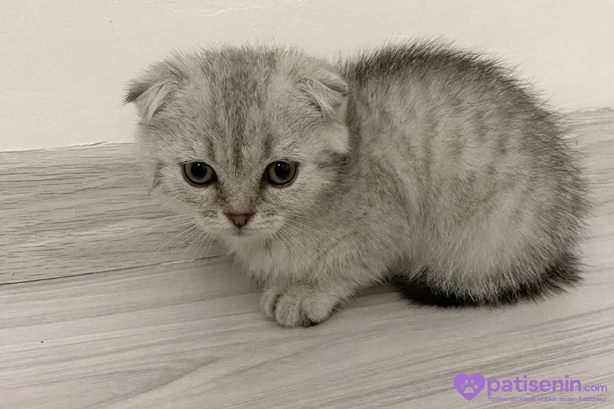 Scottish fold yavrumuz yeni yuvasını arıyor 4