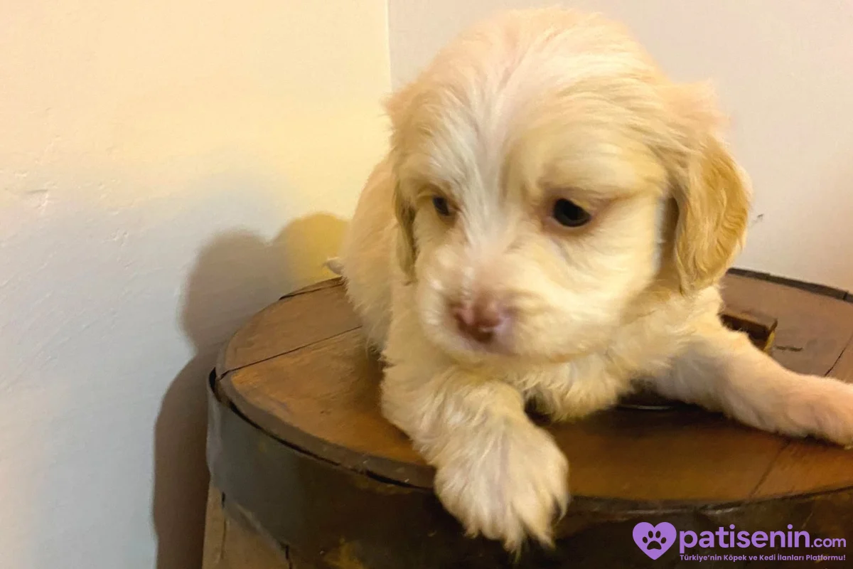 Ev doğumu maltipoo bebeklerimiz 2
