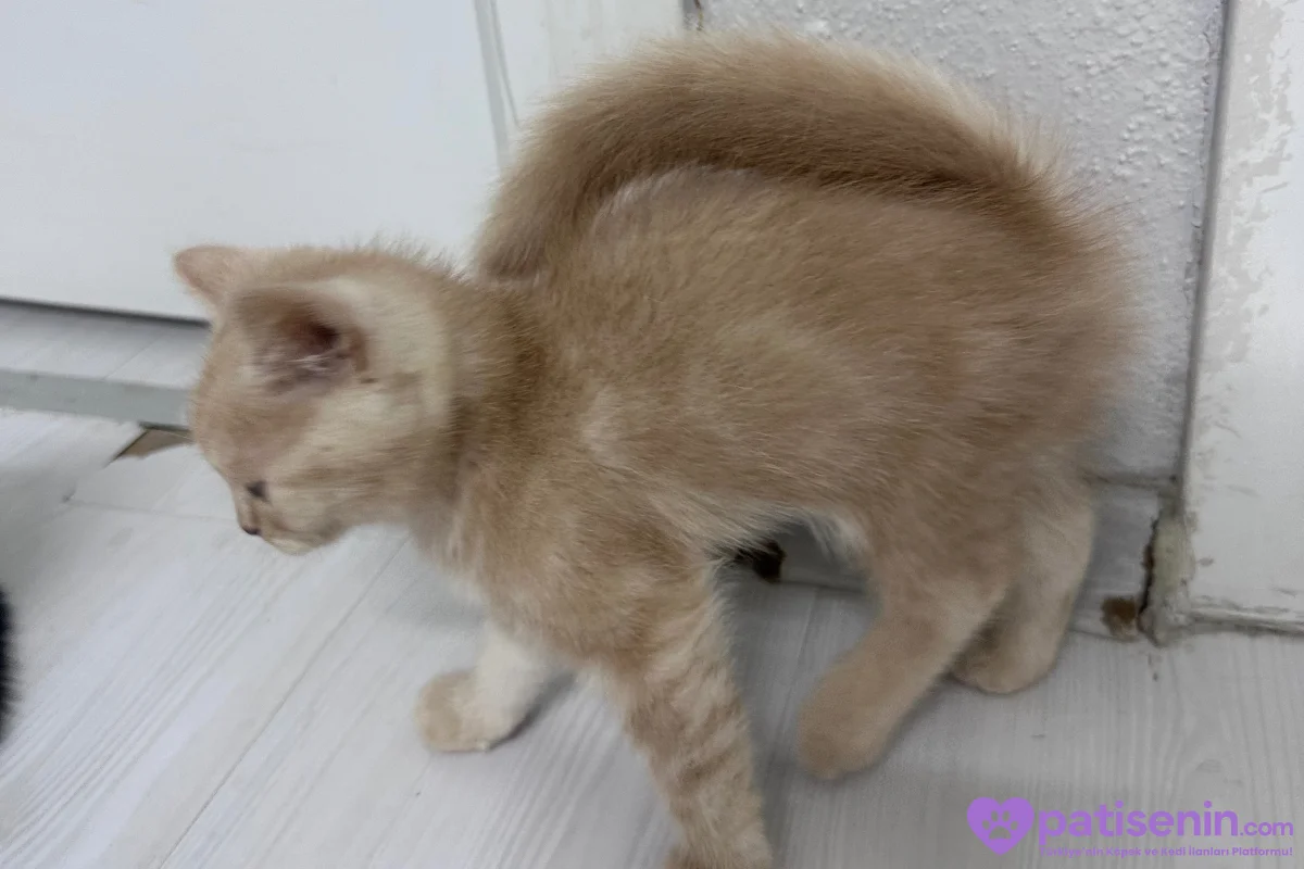 Siyam anne ve yavruları 3