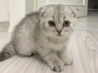 Scottish fold yavrumuz yeni yuvasını arıyor