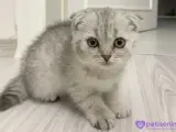 Scottish fold yavrumuz yeni yuvasını arıyor