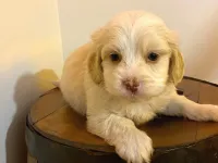 Ev doğumu maltipoo bebeklerimiz