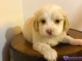 Ev doğumu maltipoo bebeklerimiz