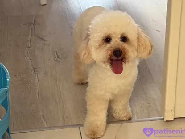 1.5 yaşında erkek poodle cookie