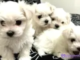 0 numara maltese bebeklerimiz