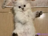 Safkan British Longhair Yavrumuz