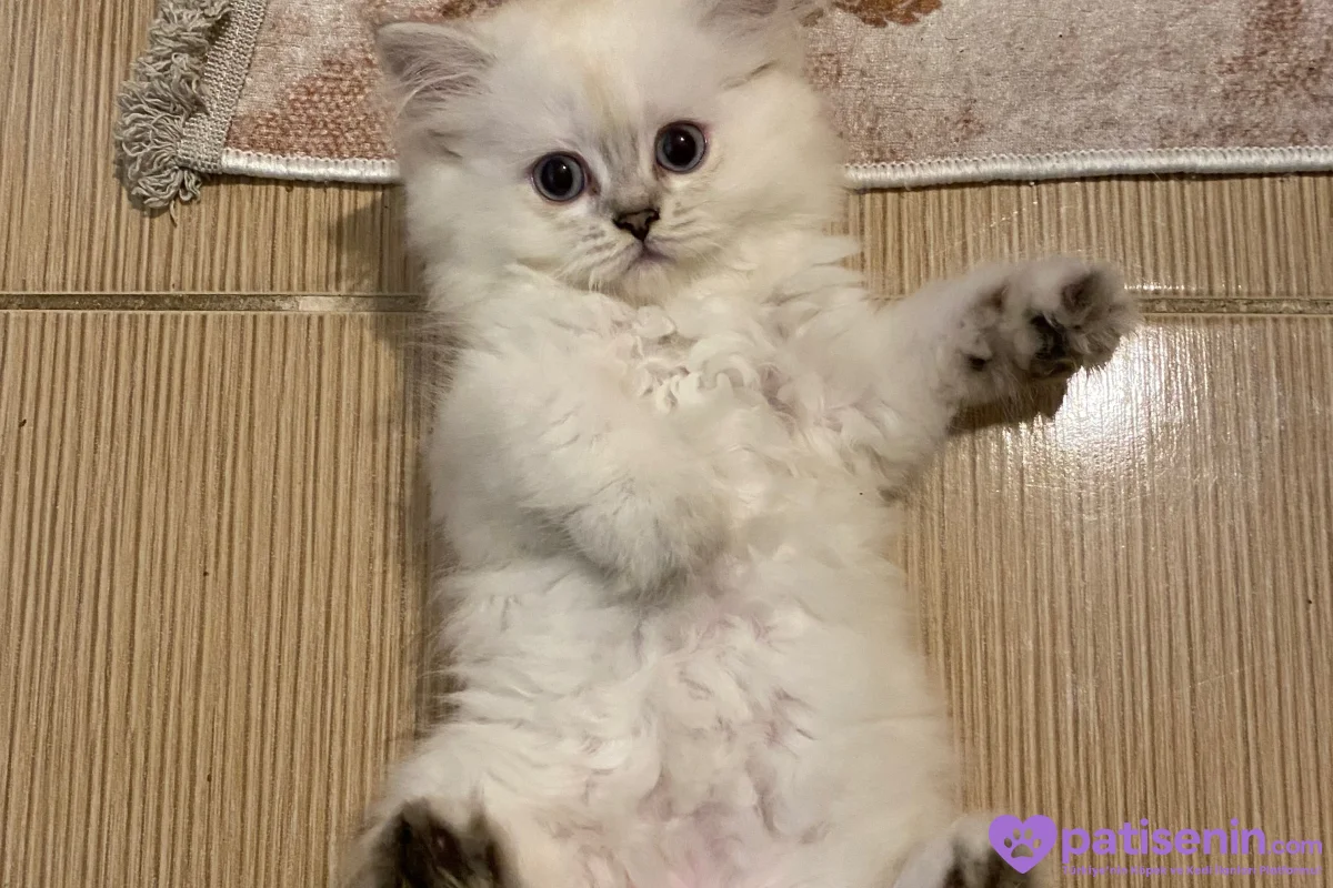 Safkan British Longhair Yavrumuz 1