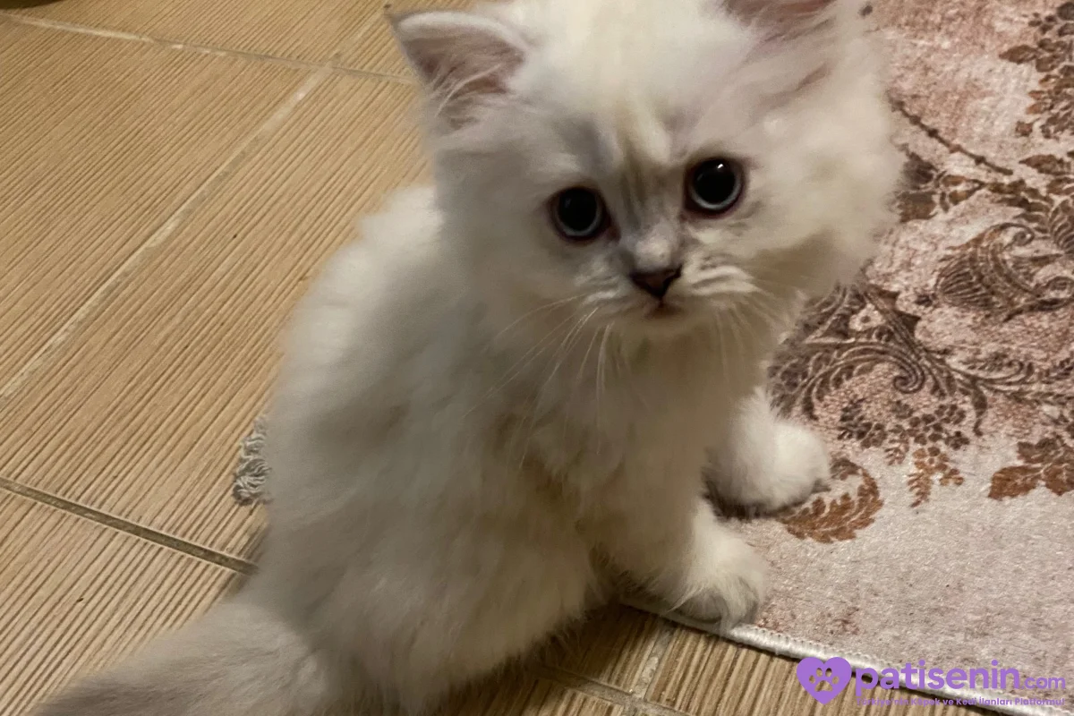 Safkan British Longhair Yavrumuz 5