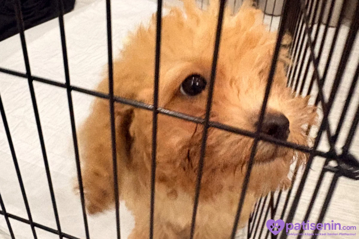 2.5 aylık poodle 3