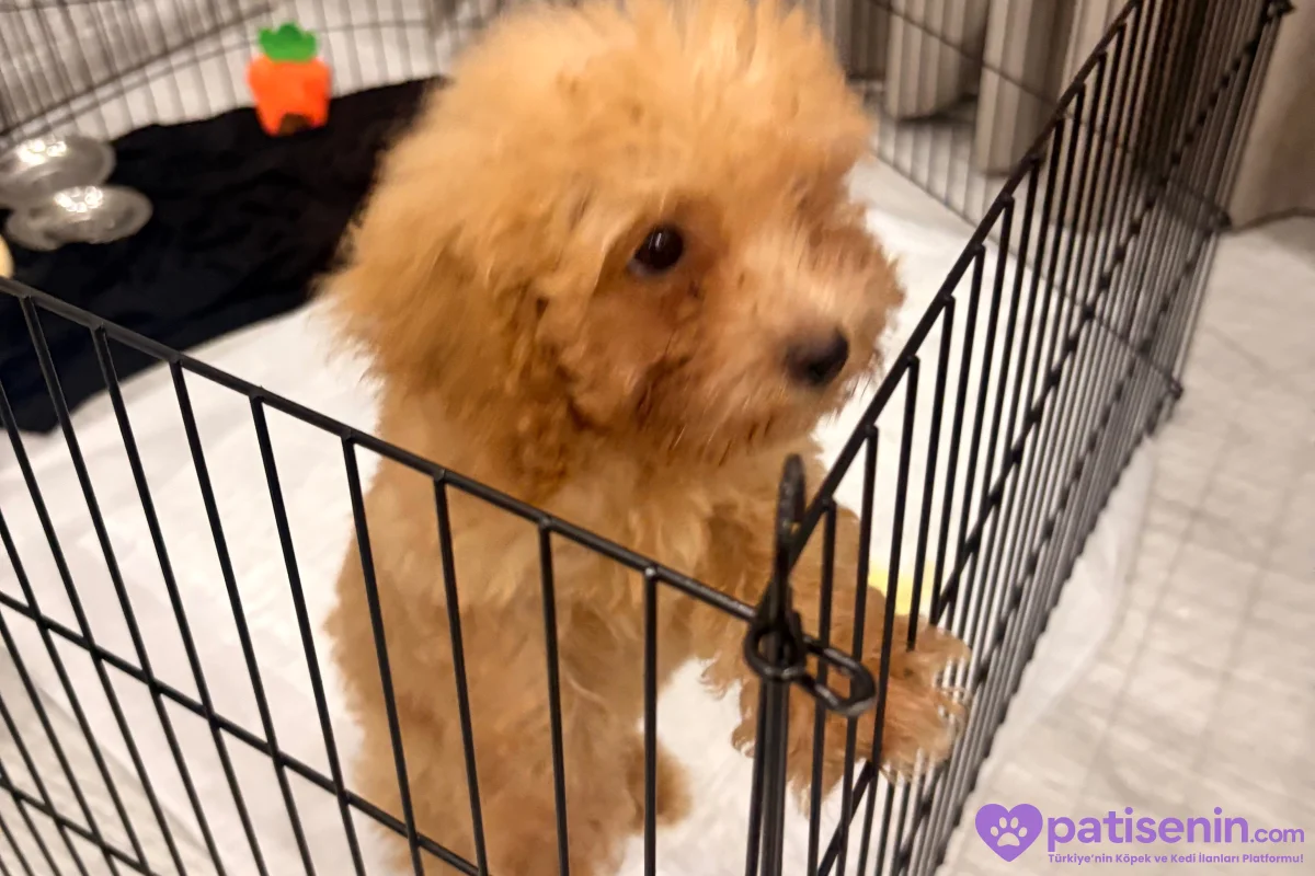 2.5 aylık poodle 1