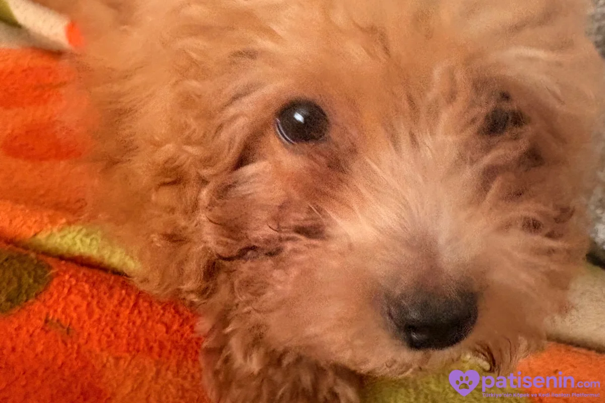 2.5 aylık poodle 2