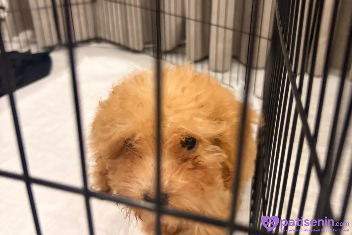 2.5 aylık poodle 4