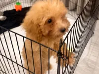 2.5 aylık poodle