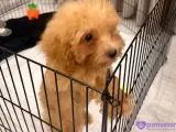 2.5 aylık poodle