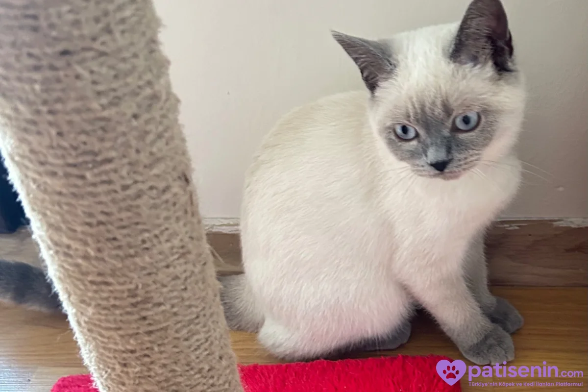 British Shorthair Blue Point 4.5 Aylık Yavru Kedi 2