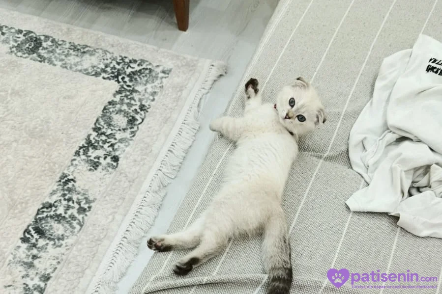 5 aylık Scottish fold yavrusu 1