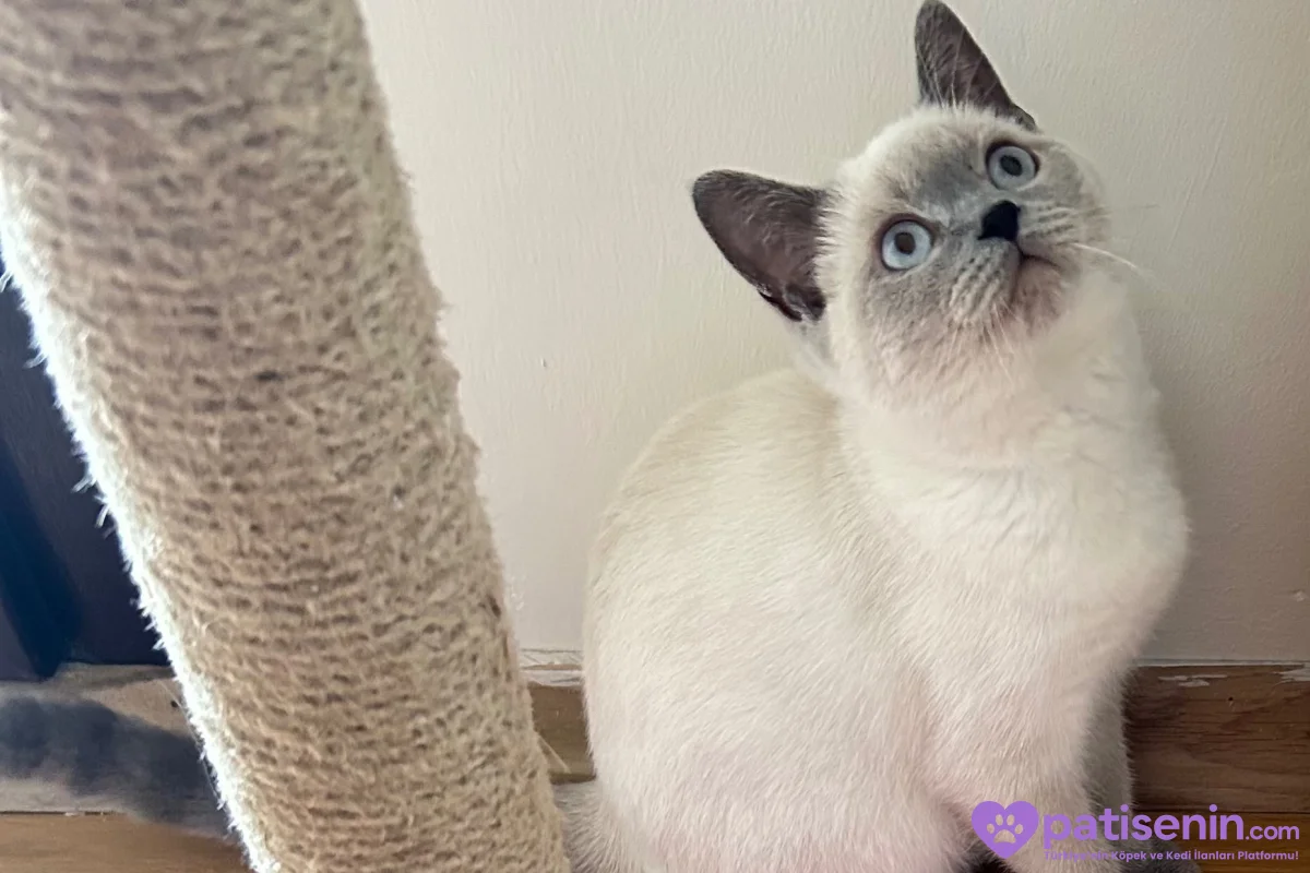 British Shorthair Blue Point 4.5 Aylık Yavru Kedi 1