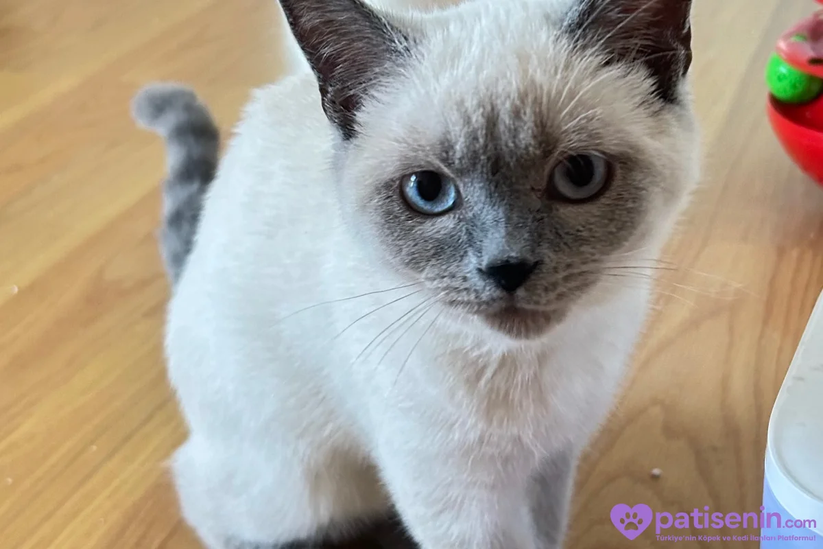 British Shorthair Blue Point 4.5 Aylık Yavru Kedi 4
