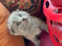 Top suratlı bu minnoşlar teslime hazır