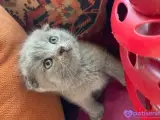 Top suratlı bu minnoşlar teslime hazır