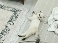 5 aylık Scottish fold yavrusu