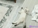 5 aylık Scottish fold yavrusu
