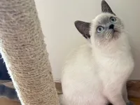 British Shorthair Blue Point 4.5 Aylık Yavru Kedi