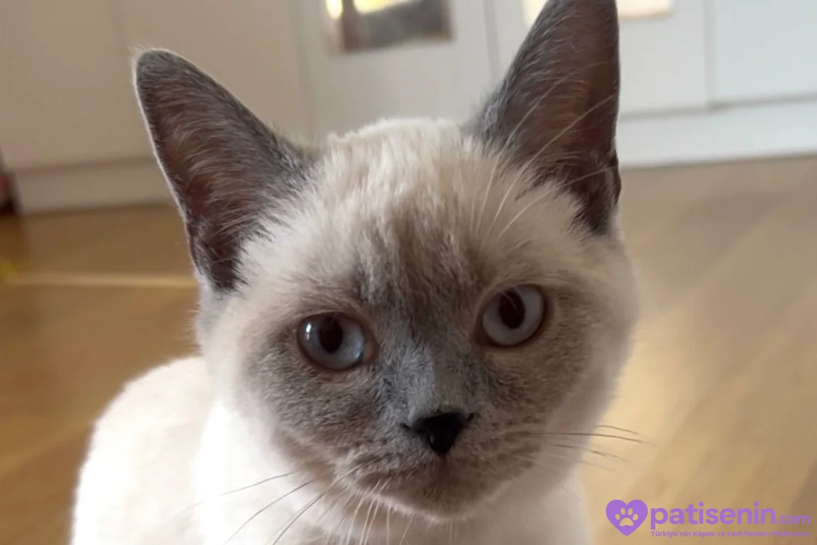 British Shorthair Blue Point 4.5 Aylık Yavru Kedi 3