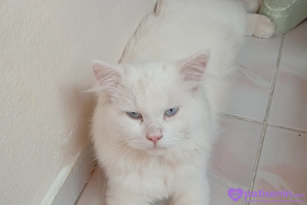 Terk edilmiş yaşını tam bilmiyoruz 1