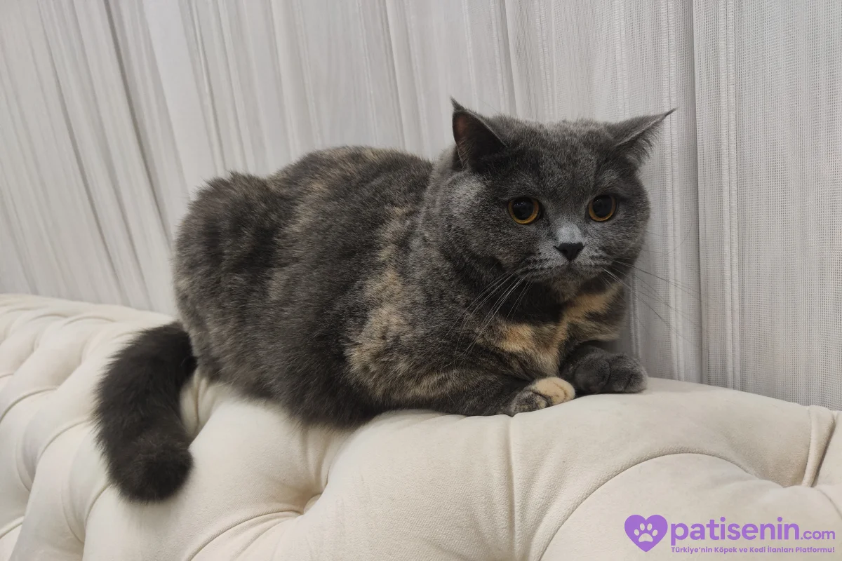 Safkan British Shorthair 2